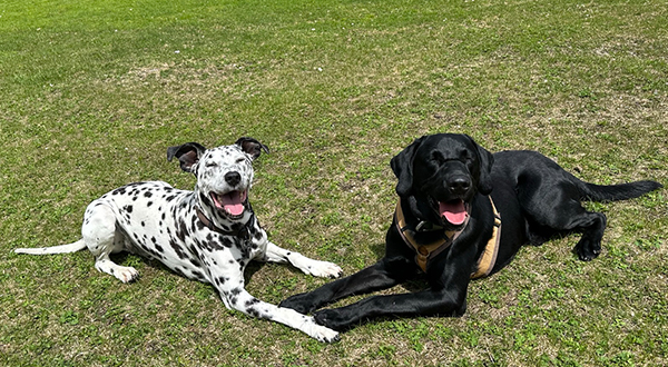 Hundetraining-positiv-verstaerken